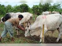 Usai Banjir, Waspada Serangan Penyakit Hewan Ternak