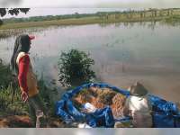 1.700 Hektare Lahan Sawah di Bantaran Bengawan Solo Menganggur