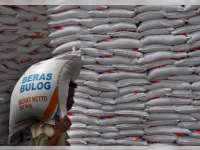 Bulog  Akan Terjun Langsung  Membeli Gabah Petani