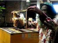 Meski Ditakuti,  Lebah Cukup Menjanjikan untuk Diternak