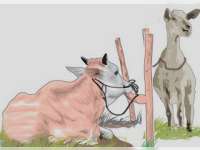 Pemotongan Hewan Harus di RPH