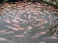 Disnakan Akan Sebar 5000 Benih Ikan untuk Tiap Embung di Bojonegoro