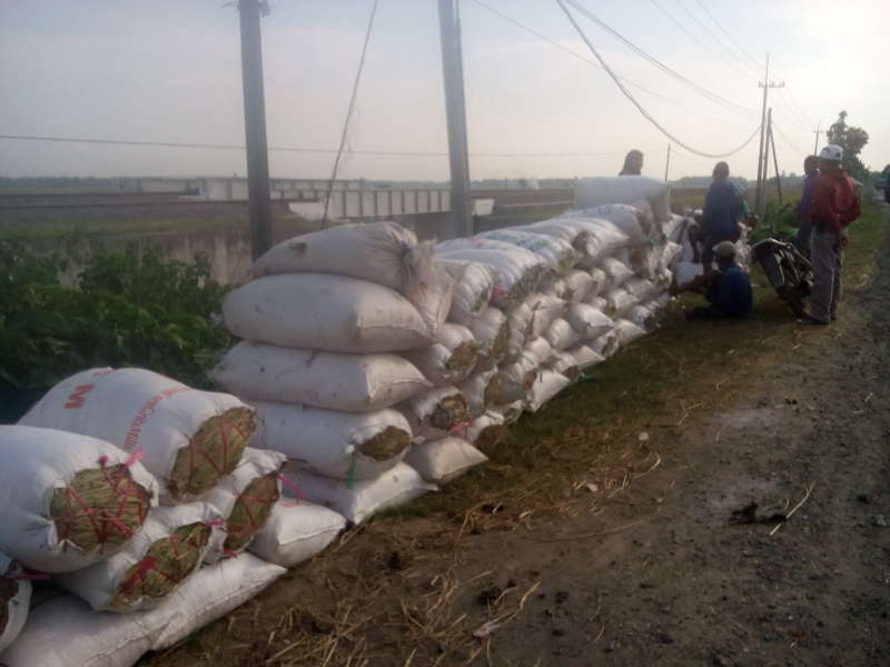 Panen, Harga Gabah di Tingkat Petani Jeblok 