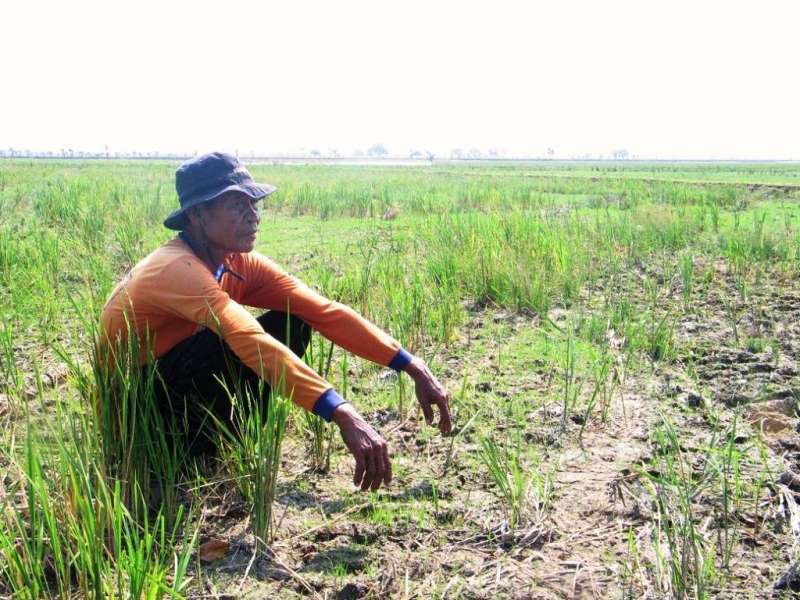 Banyak Petani yang Belum Mengasuransikan Tanamannya