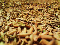 Gagal Panen Tahun Lalu, Disperta Turunkan Target Gabah  2016