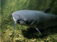 Wow Warga Pungpungan Pelihara Lele Jumbo Panjang 1 Meter dan Berat 9 Kg 