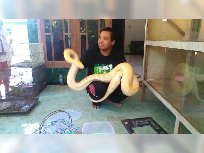 Pilih Memelihara Reptile untuk Investasi