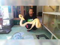 Pilih Memelihara Reptile untuk Investasi 