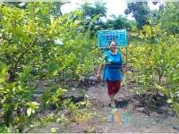 Melihat Kebon Jambu Merah dan Kristal di Kalitidu