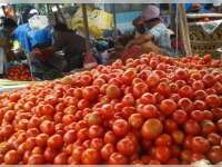 Pasokan Terlambat, Harga Tomat Melonjak