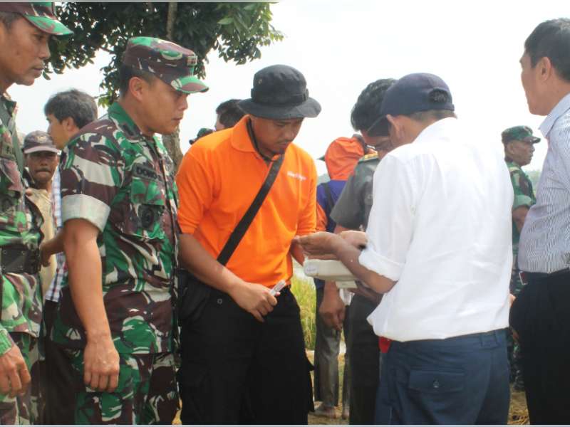Percepat Penyerapan, Bulog Beli Gabah Langsung ke Petani