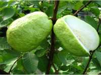 Kristal Manis yang Belum Populer