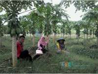 Kebun Sehat Segar di Desa Pungpungan, Kalitidu