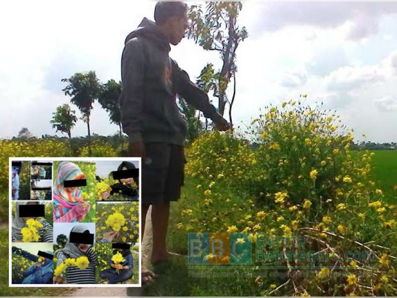 Dipetik Sembarangan, Bunga Kenikir di Desa Bendo Banyak yang Rusak