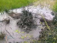 Lumpur Berbau Minyak Menyembur di Kecamatan Gondang