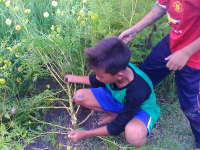 Anak-anak Cabut Tanaman Kenikir 