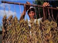 Menangkap Belalang, Pekerjaan Baru Warga Desa Cancung Kecamatan Bubulan