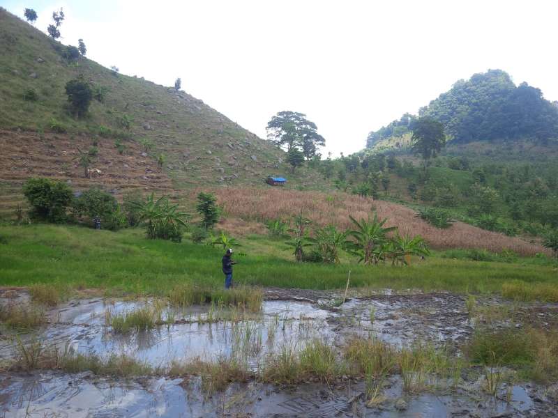Tanaman Padi di Lokasi Semburan Lumpur Terancam Gagal Panen