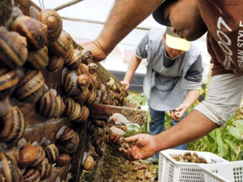 Timbulkan Bau, BLH Sidak Pabrik Bekicot 