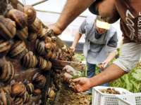 Timbulkan Bau, BLH Sidak Pabrik Bekicot 