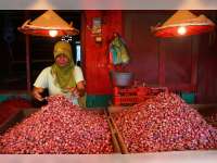 Kedungadem Panen, Harga Bawang Merah Tetap Melejit