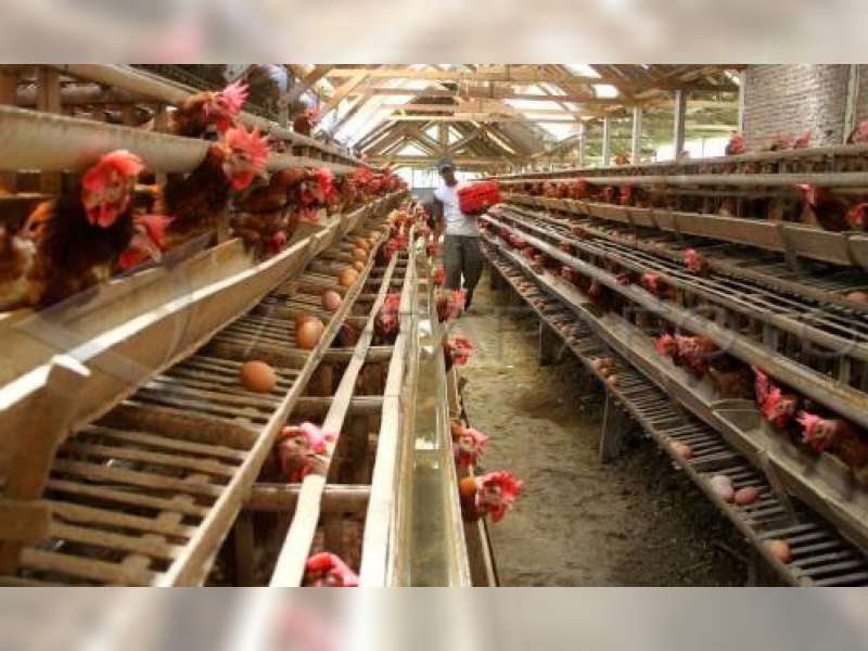 Produksi Telur Ayam Di Bojonegoro Masih Minim Beritabojonegoro Com