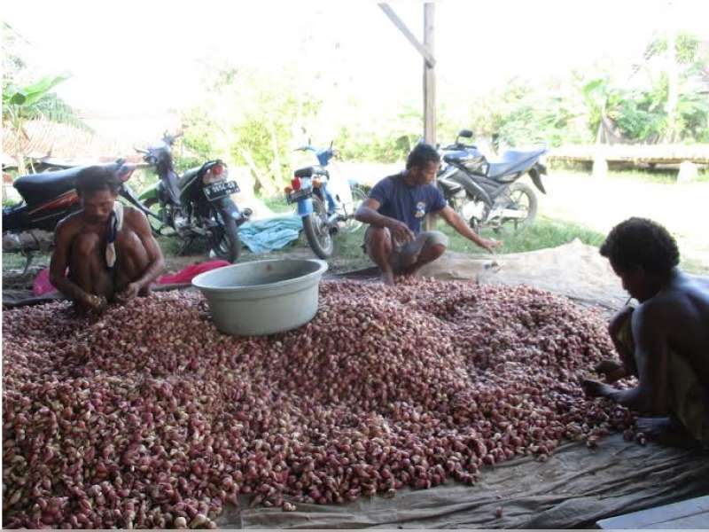 Harga Bawang Merah Naik, Berkah Bagi Petani di Kedungadem
