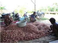 Harga Bawang Merah Naik, Berkah Bagi Petani di Kedungadem