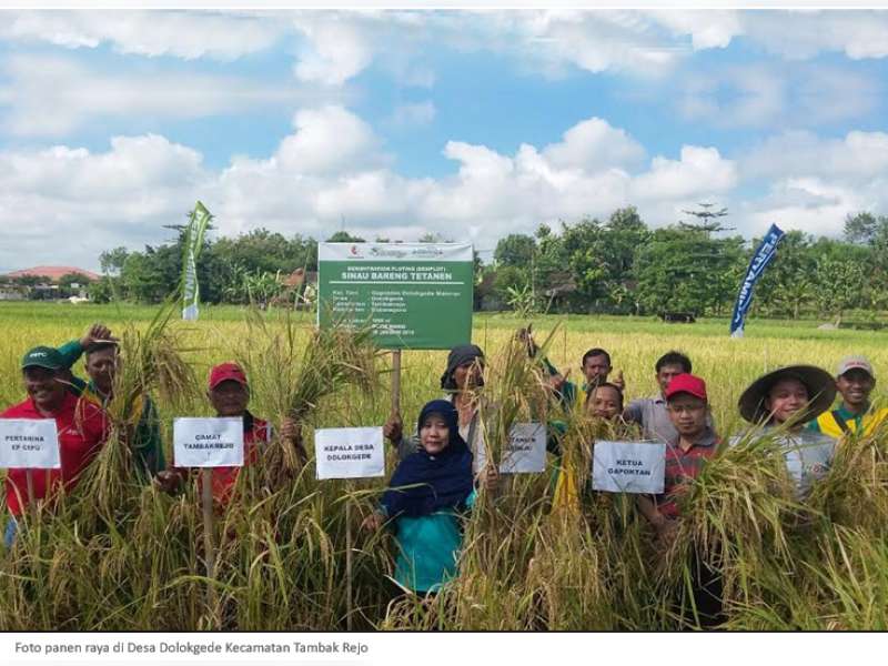 Warga Dolokgede Kecamatan Tambakrejo Panen Padi Organik
