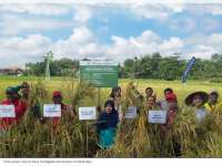 Warga Dolokgede Kecamatan Tambakrejo Panen Padi Organik