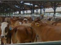 Populasi Sapi di Bojonegoro Selalu Meningkat