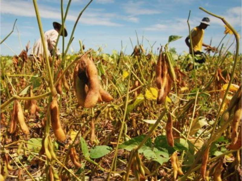 Hingga Maret, Produksi Kedelai Lokal di Bojonegoro 2.200 Ton