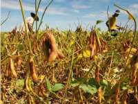 Hingga Maret, Produksi Kedelai Lokal di Bojonegoro 2.200 Ton