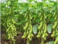 Disperta Bantu Bibit Kedelai Kepada Petani