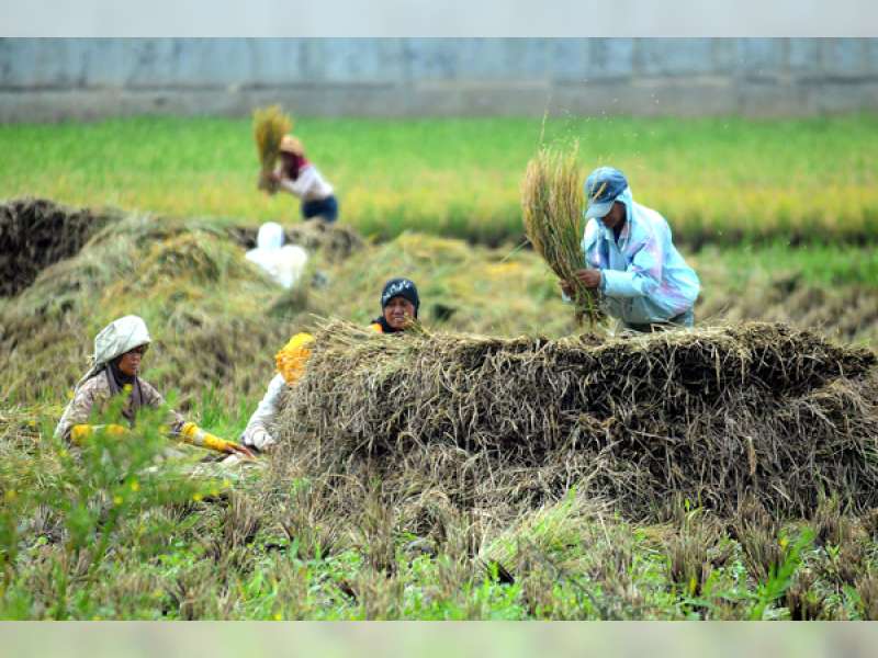 Lahan Persawahan di Bojonegoro Menyusut 