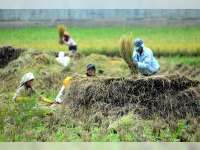 Lahan Persawahan di Bojonegoro Menyusut 