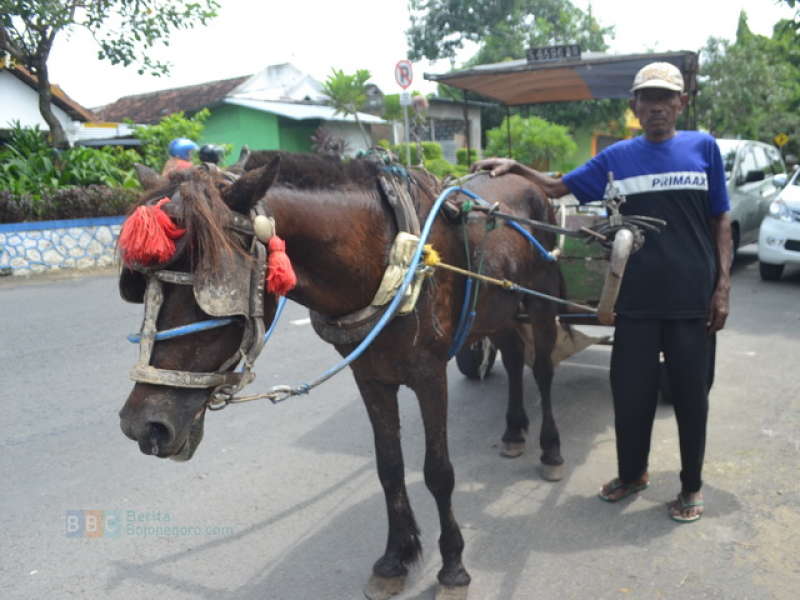 Gelisah, Tiada Generasi yang Mau Jadi Kusir Andong