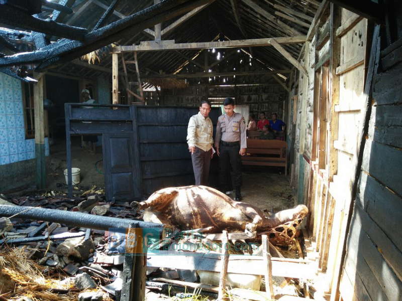 Kebakaran di Malo,  Seekor Sapi Turut Hangus Terbakar
