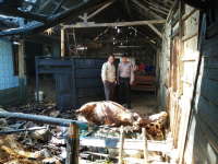 Kebakaran di Malo,  Seekor Sapi Turut Hangus Terbakar