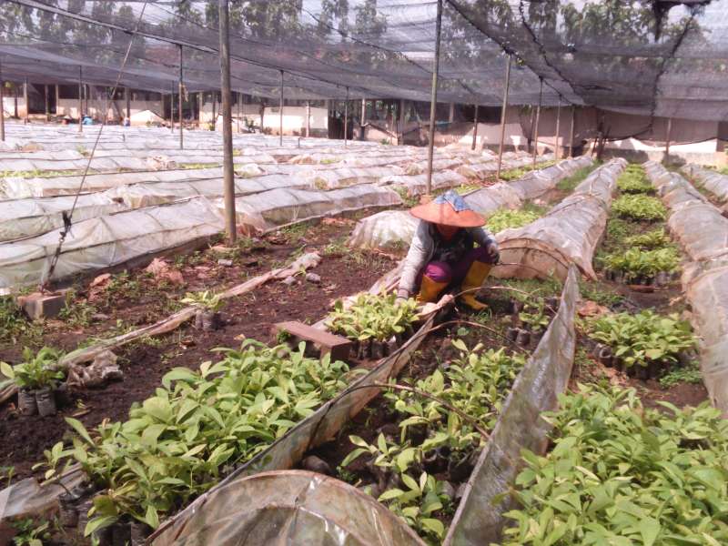 Melihat Kebun Bibit Jati di Dander 