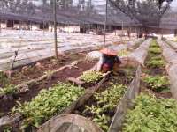 Melihat Kebun Bibit Jati di Dander 