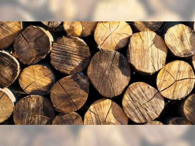 Oknum Polhut KPH Parengan Diduga Timbun Kayu Ilegal