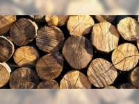 Oknum Polhut KPH Parengan Diduga Timbun Kayu Ilegal