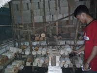 Panen Jamur Tiram di Gayam Menurun