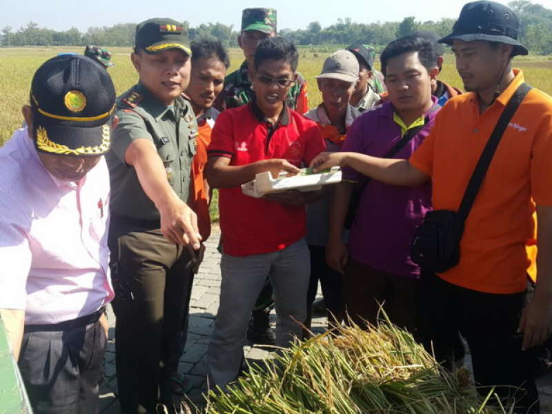 Penyerapan Gabah Petani di Sukosewu