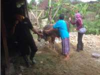 Ribuan Peternak di Kecamatan Gayam Terima Layanan Kesehatan KBSR