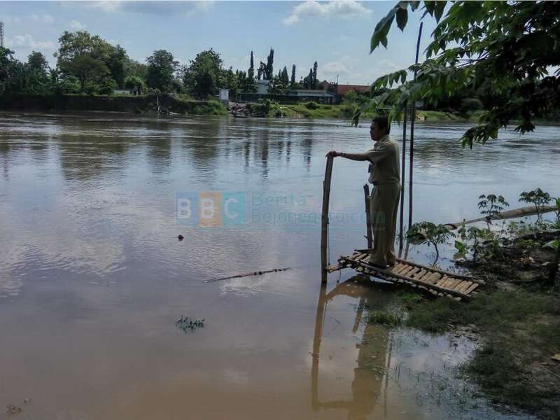 TMA Bengawan Solo di Bojonegoro Menunjukkan Trend Penurunan