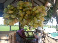 Pedagang Buah Belimbing Meraup Berkah di Bulan Ramadan
