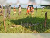 Warga Kampung Sidomulyo Heboh Temukan Buaya Kalimantan