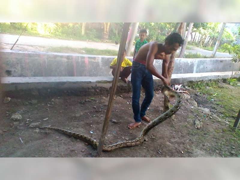 Warga Tanjungharjo Temukan Ular Sowo Kembang